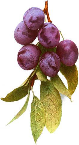Grapes